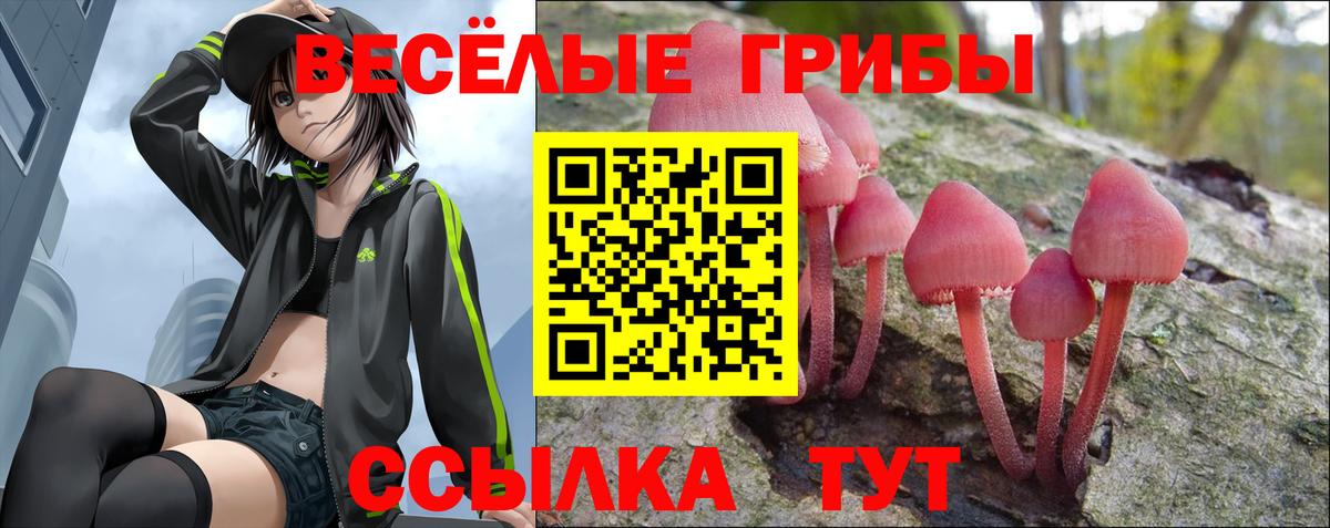 Псилоцибиновые грибы Cubensis Мурино